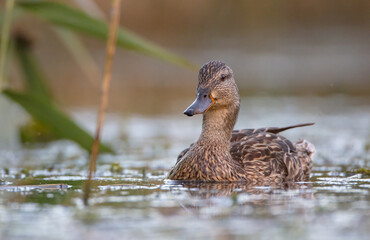 Fototapeta premium Mallard - female at a wetland in summer