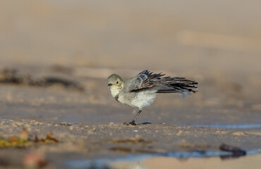 The White Wagtail - adult bird at a seashore on the autumn migration way