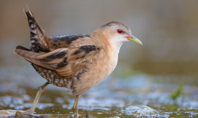 Little Crake - female feeding at a wetland 