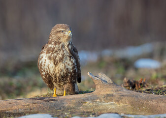 Common Buzzard in winter at a wet forest