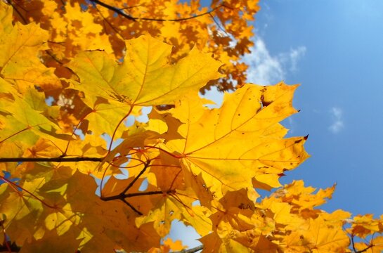 golden autumn landscape. orange leaves on blue background