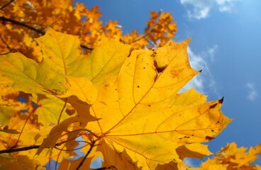 golden autumn landscape. orange leaves on blue background