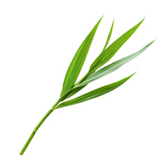 Close-up of Lush Green Leaves . Transparent background PNG