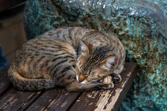 A stray gray tabby cat sleeping on a bench in Israel.
