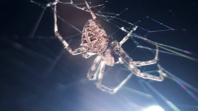 Spider on spider web/spiderweb On Black or Dark Background