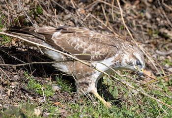 Mäusebussard