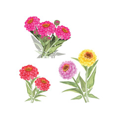 Watercolor vector Zinnias flowers illustration bouquet set