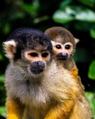 Obraz premium Squirrel Monkey Mother and Baby - Rurrenabaque Bolivia