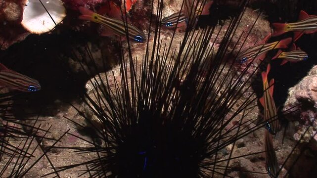 A school of cardinalfish (Apogonidae) shelters among the long venomous spines of a sea urchin (Diadema setosum). This defensive behavior helps them evade predators in the reef.
