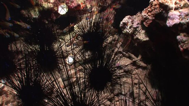  of cardinalfish (Apogonidae) shelters among the long venomous spines of a sea urchin (Diadema setosum). This defensive behavior helps them evade predators in the reef.