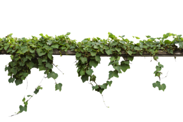 green ivy vines growing and hanging