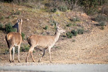Two red deer (Cervus elaphus) cross a rural path in Monfragüe, Extremadura, Spain. A serene wildlife scene in a Mediterranean ecosystem