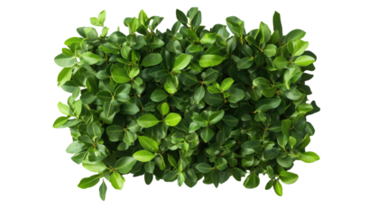 dense green bush isolated png transparent cutout