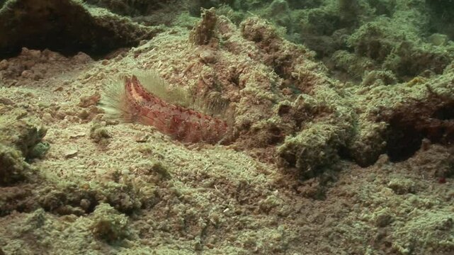 A fire worm (Hermodice carunculata) moves across the ocean floor. This venomous bristle worm has sharp, toxic bristles that cause intense pain and irritation if touched. 
