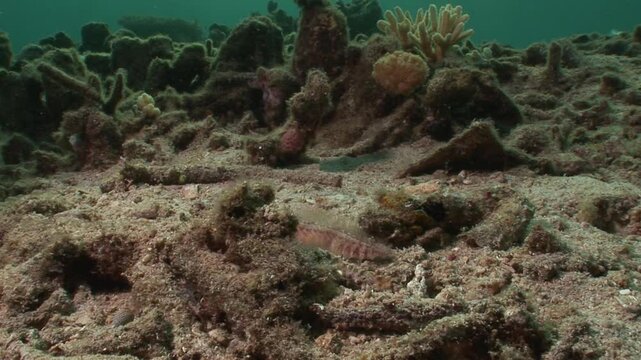A fire worm (Hermodice carunculata) moves across the ocean floor. This venomous bristle worm has sharp, toxic bristles that cause intense pain and irritation if touched. 