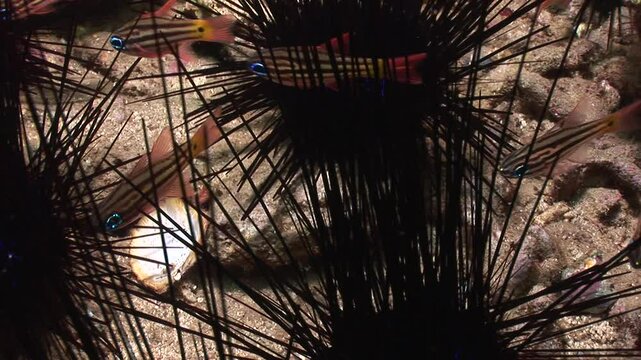  of cardinalfish (Apogonidae) shelters among the long venomous spines of a sea urchin (Diadema setosum). This defensive behavior helps them evade predators in the reef.