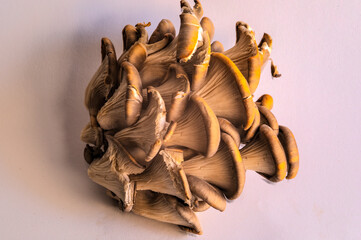 Side view of Oyster Mushrooms
