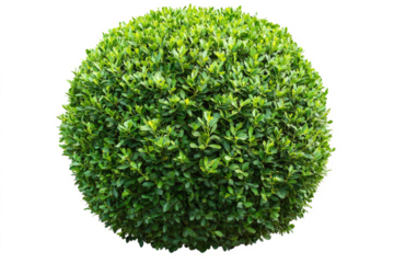 rounded topiary-style bush with precisely trimmed edges, rich green color, isolated on white
