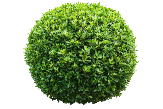 rounded topiary-style bush with precisely trimmed edges, rich green color, isolated on white