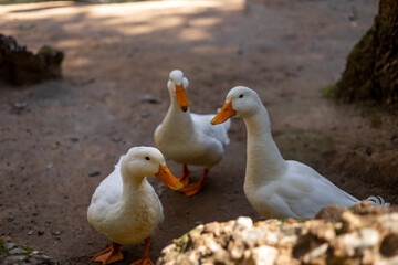 Three white geese interacting in a natural setting during daylight hours