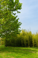 Ornithological park is located in Adler (Sirius). Tall, slender bamboo trunks rise gracefully from lush green field. Blue sky adds to tranquil. This environment is habitat for various bird species
