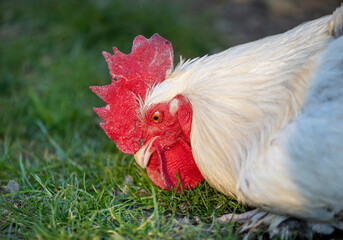 Male chicken foraging on green grass in rural setting