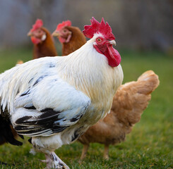 Rooster and hens foraging in green field during daylight