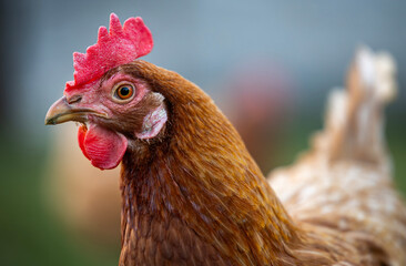 Brown hen walking on green grass on poultry ranch