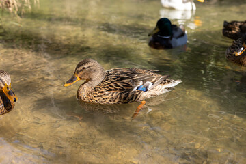 Mallard ducks swimming in clear water near riverbank during sunny day