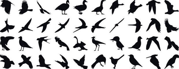 bird silhouette vector illustration, perfect for logo design, art projects, and graphic design. Diverse positions, flying, perching