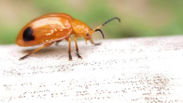 Close up macro  beautiful insect in a natural setting micro animal nature 