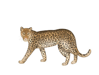 illustration of jaguar without background. Animals of South America 