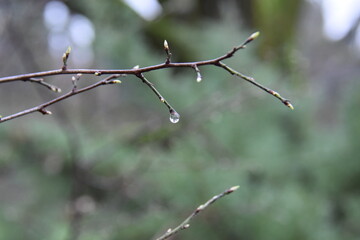 Raindrop