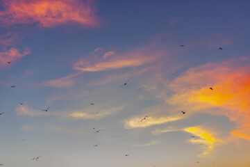 flock of birds