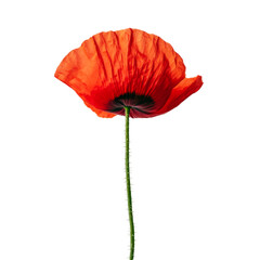 Stunning Red Poppy in Close-up . Transparent background PNG
