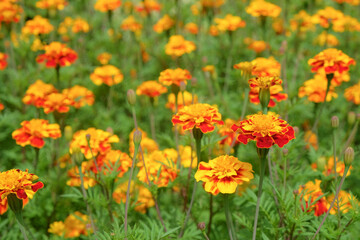 Close up of French Marigolds or Tagetes patula flowers blooming in yellow and orange combination.Flower pattern and texture background.For graphic design,3D rendering or banner background