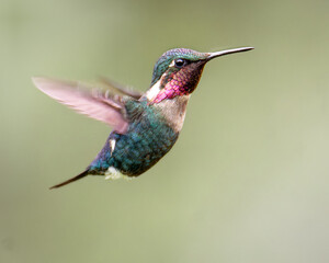 Fototapeta premium Hummingbird Gorgeted Woodstar in flight