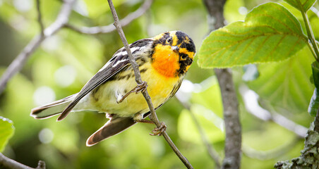 Blackburnian Warbler on a branch