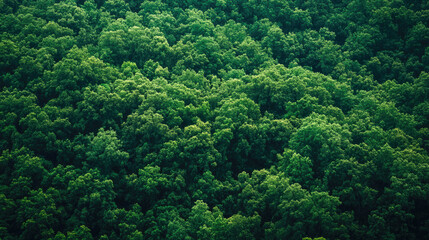 Lush green forest canopy with dense foliage and sunlit leaves