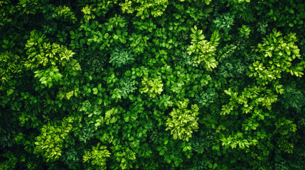 Fototapeta premium Lush green foliage canopy of dense tropical forest
