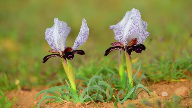  Iris Paradoxa 1285