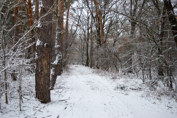 road in winter forest