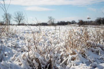 winter landscape with snow