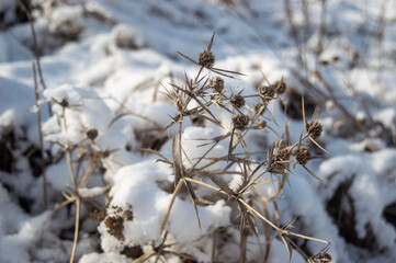 snow covered branches of a tree