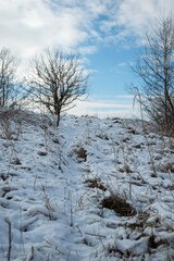 winter landscape with trees