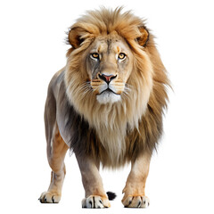 Obraz premium A beautiful Lion isolated, Transparent Background. PNG