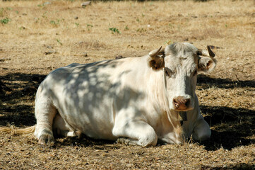 Vaca Raza de Caceres Extremadura lying in the meadow