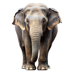 Fototapeta premium A beautiful Asian elephant isolated, Transparent Background. PNG
