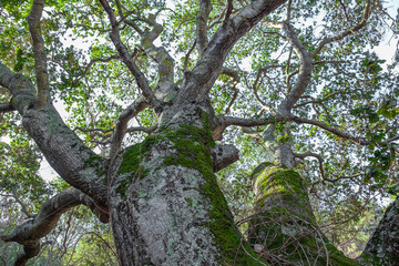 Majestic tree with moss-covered bark and lush green canopy in a sunlit forest