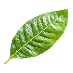 Obraz premium Closeup of a Vibrant Green Leaf . Transparent background PNG